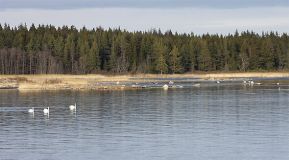 varvik2008.jpg